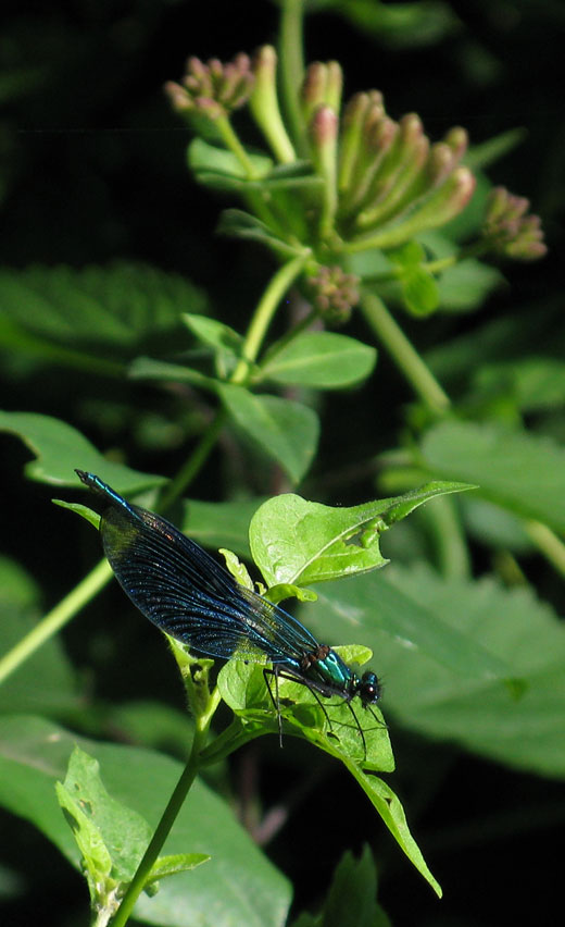weidebeekjuffer_natuurlijk_brabant_12062011.jpg