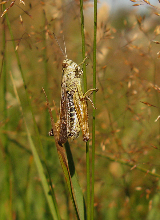 wekkertje_man_bruin_imago_180710__2.jpg