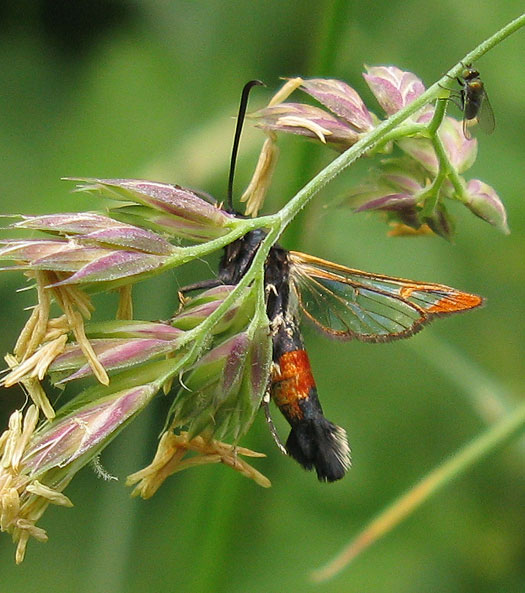 wilgenwespvlinder_zouweboezemgebied_01062012_2.jpg