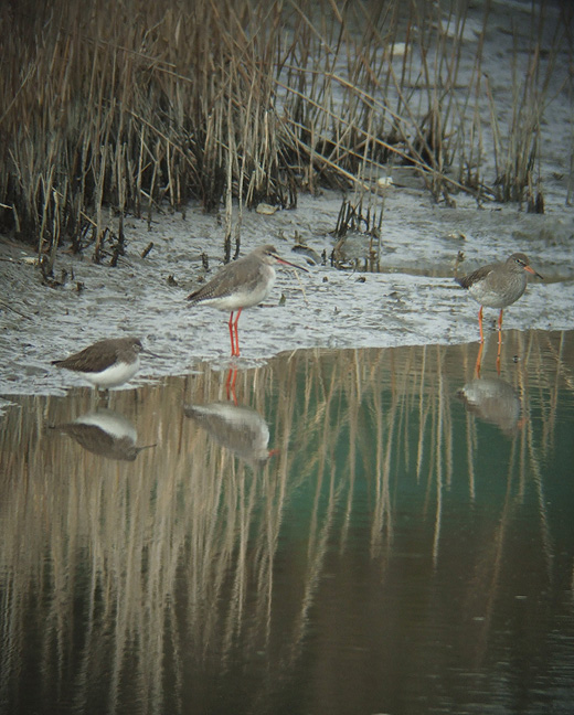 witgat_zwarte_ruiter_en_tureluur_zeeland_13022010.jpg