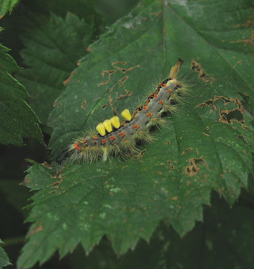 witvlakvlinder_natuurlijk_brabant_2062011.jpg