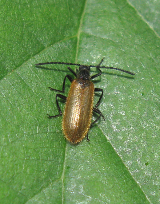 wolkever_lagria_hirta_viaanse_bos_08062011.jpg