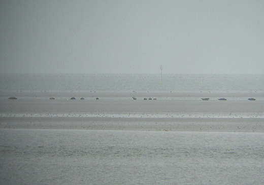 zeehonden_schor_den_oever_300110.jpg