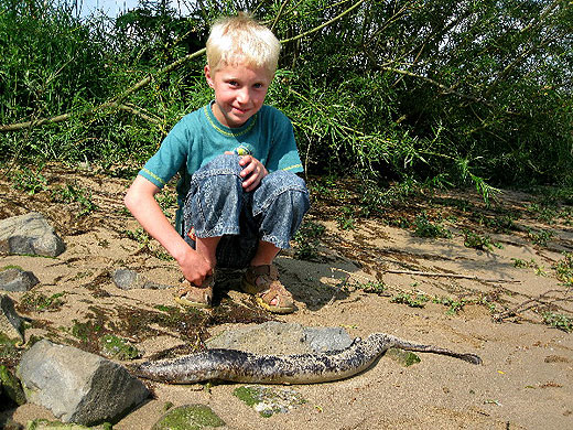 zeeprik_vogeltrektelpost_de_horde_lopik_10052011_jesper_boele_3.jpg zeeprik_vogeltrektelpost_de_horde_lopik_10052011_jesper_boele_3.jpg