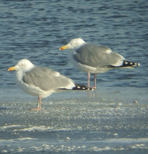 zilvermeeuwen_adulten_meeuwenplas_diefdijk_schoonrewoerd_12022010.jpg