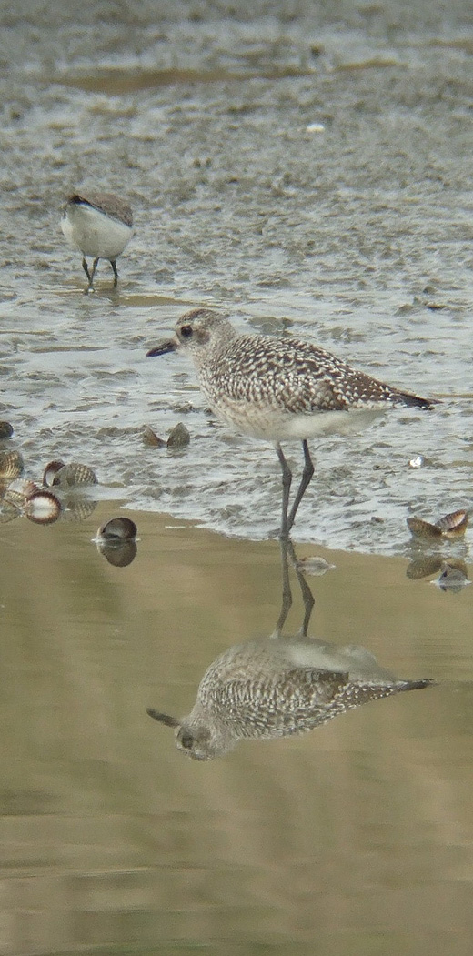 zilverplevier_zeeland_13022010.jpg