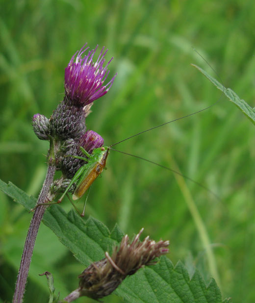 zuidelijk_spitskopje_natuurlijk_brabant_26062011_1.jpg zuidelijk_spitskopje_natuurlijk_brabant_26062011_1.jpg