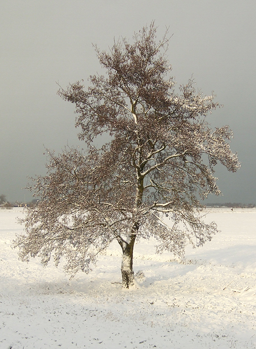 zwarte_els_polder_lakerveld_lexmond_17122010.jpg zwarte_els_polder_lakerveld_lexmond_17122010.jpg