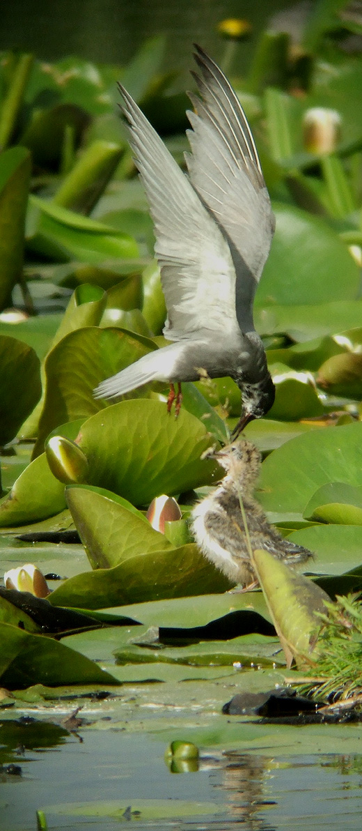 zwarte_sternpullen_zouweboezem_180610_3.jpg zwarte_sternpullen_zouweboezem_180610_3.jpg