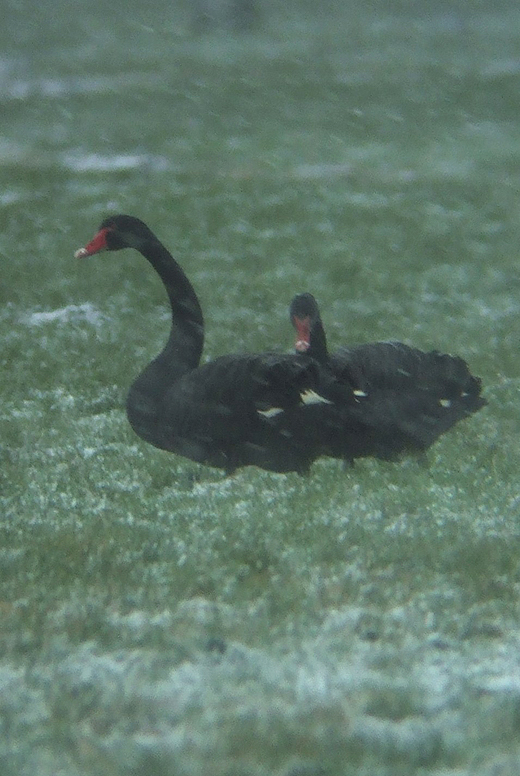 zwarte_zwanen_polder_tienhoven_13122010.jpg