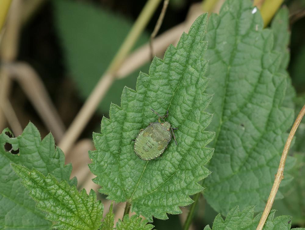 groene schildwants nimf zouweboezemgebied 06102026