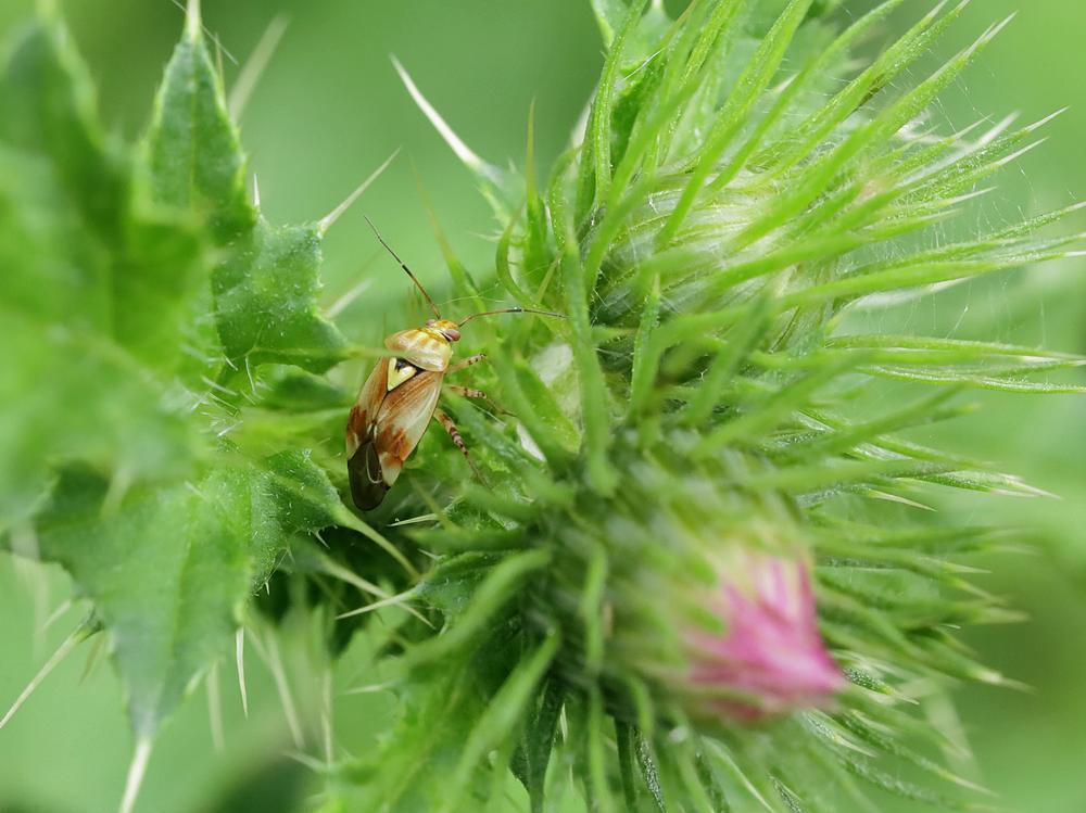 weideschaduwwants op kruldistel zouweboezemgebied 06102026