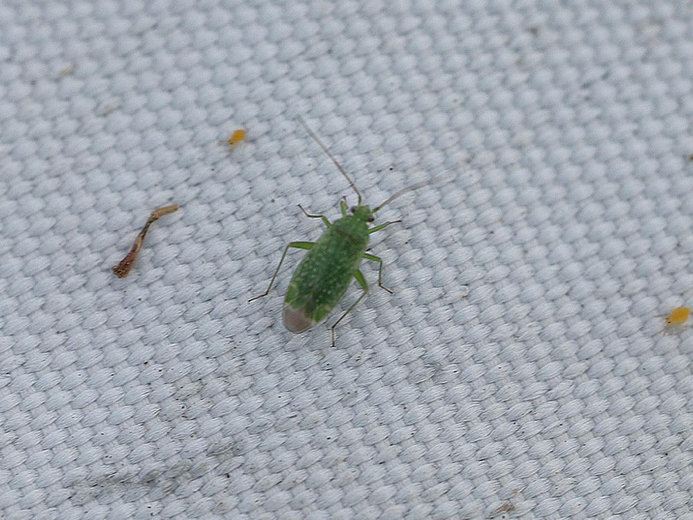 amarantensteilneus zouweboezemgebied08092026 1