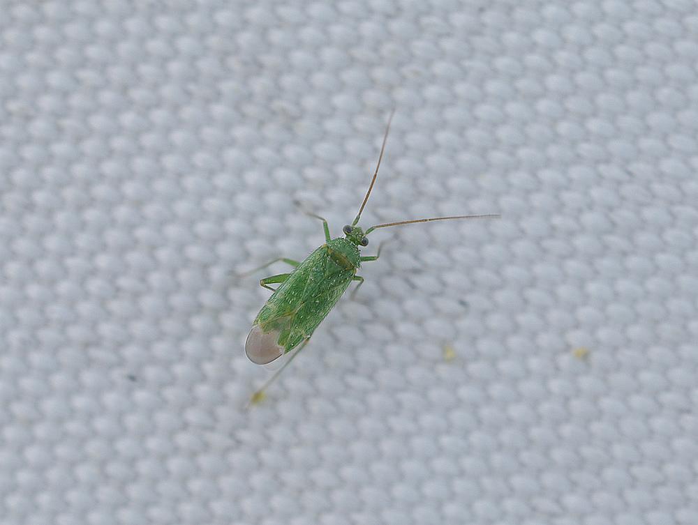 amarantensteilneus zouweboezemgebied08092026 2