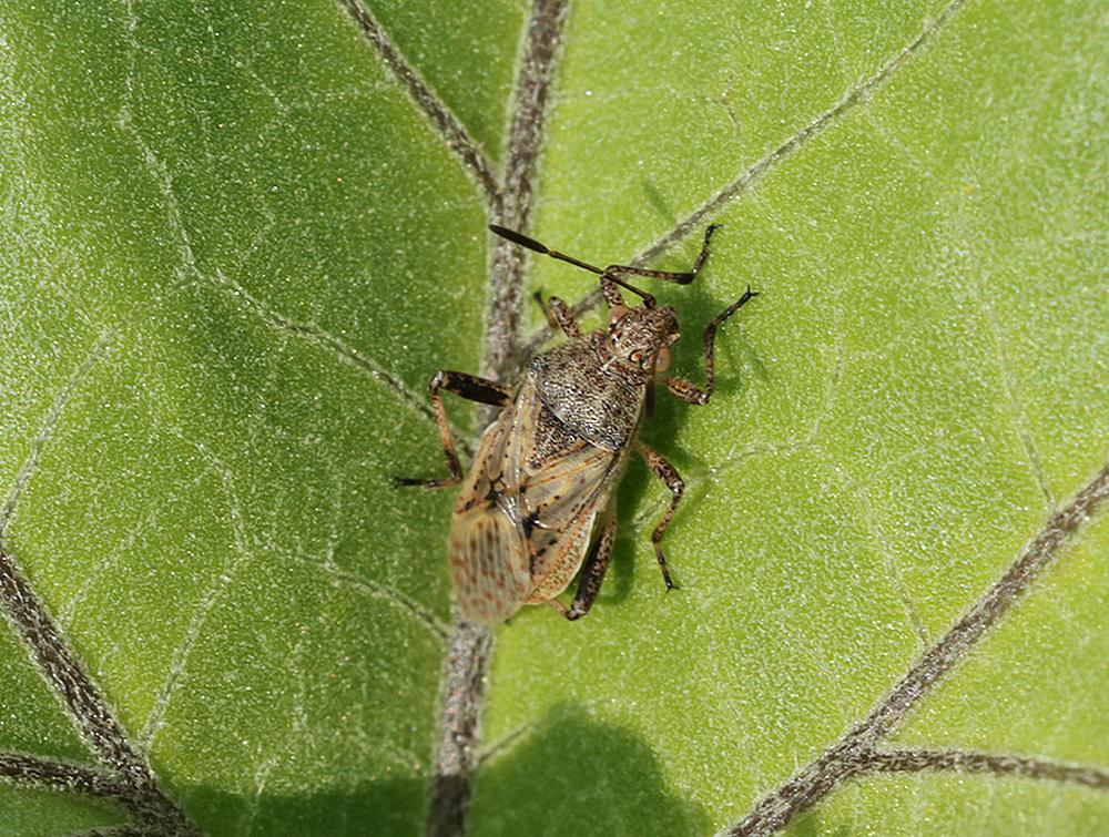 grijze glasvleugelwants overwinteraar zouweboezemgebied31072026