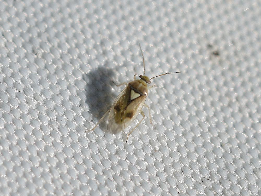 groene dwergschaduwwants zouweboezemgebied 07092026.1g