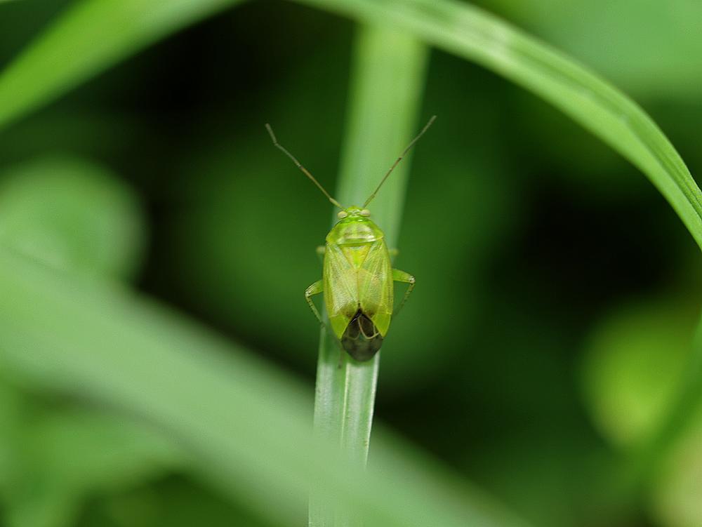 groene schaduwwants zouweboezemgebied30082026