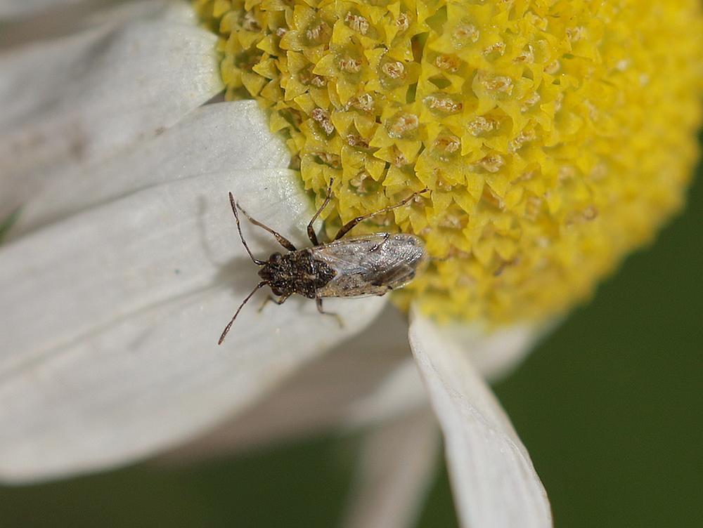 heidenysius op reukeloze kamille zouweboezemgebied05092026