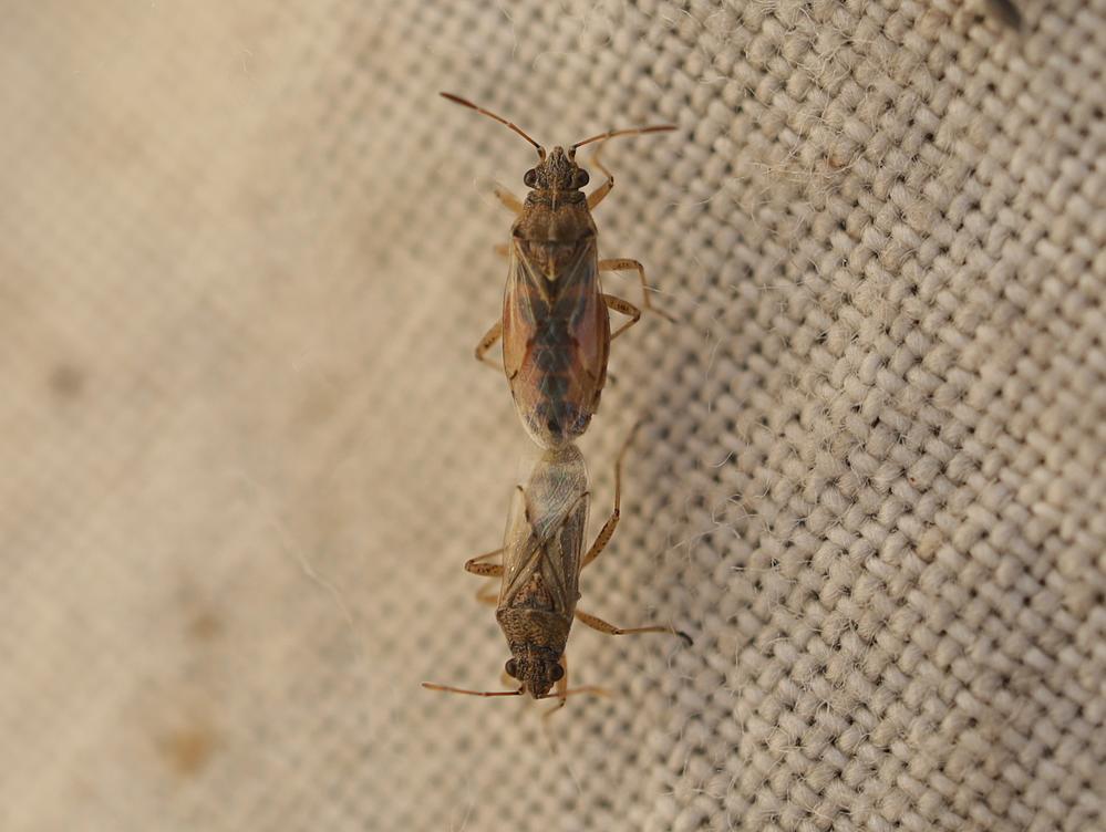 kruiskruidnysius copula zouweboezemgebid06092026
