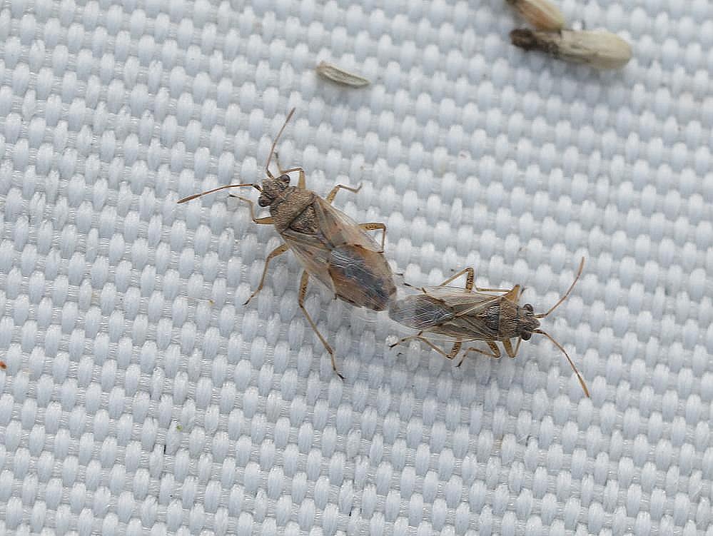 kruiskruidnysius copula zouweboezemgebied02092026