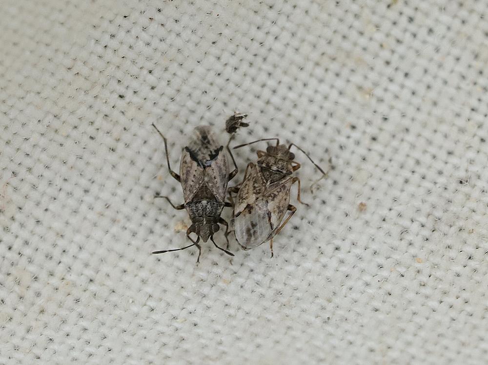 tarwenysius zouweboezemgebied31082026 1