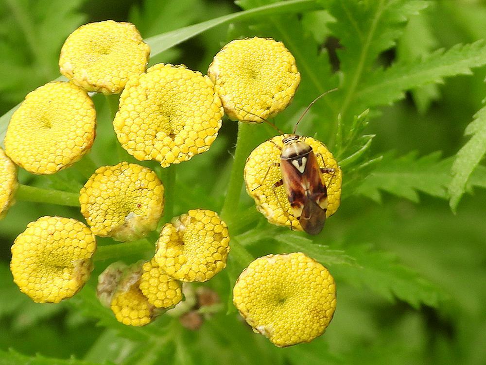 weideschaduwwantsopboerenwormkruidzouweboezemgebied27082026