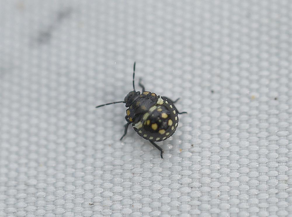 zuidelijke groene schildwant nimf zouweboezemgebied30082026
