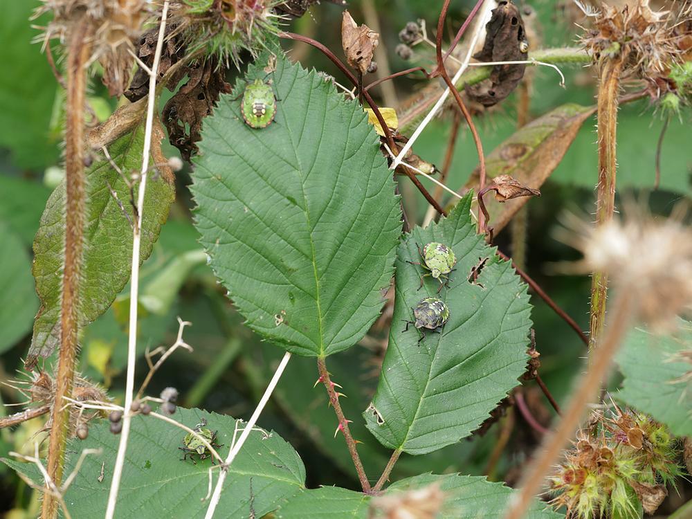 zuidelijke groene schildwants zouweboezemgebied03092026 1