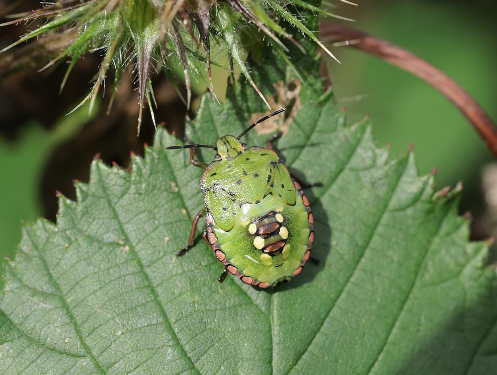 zuidelijke groene schildwants zouweboezemgebied03092026 2