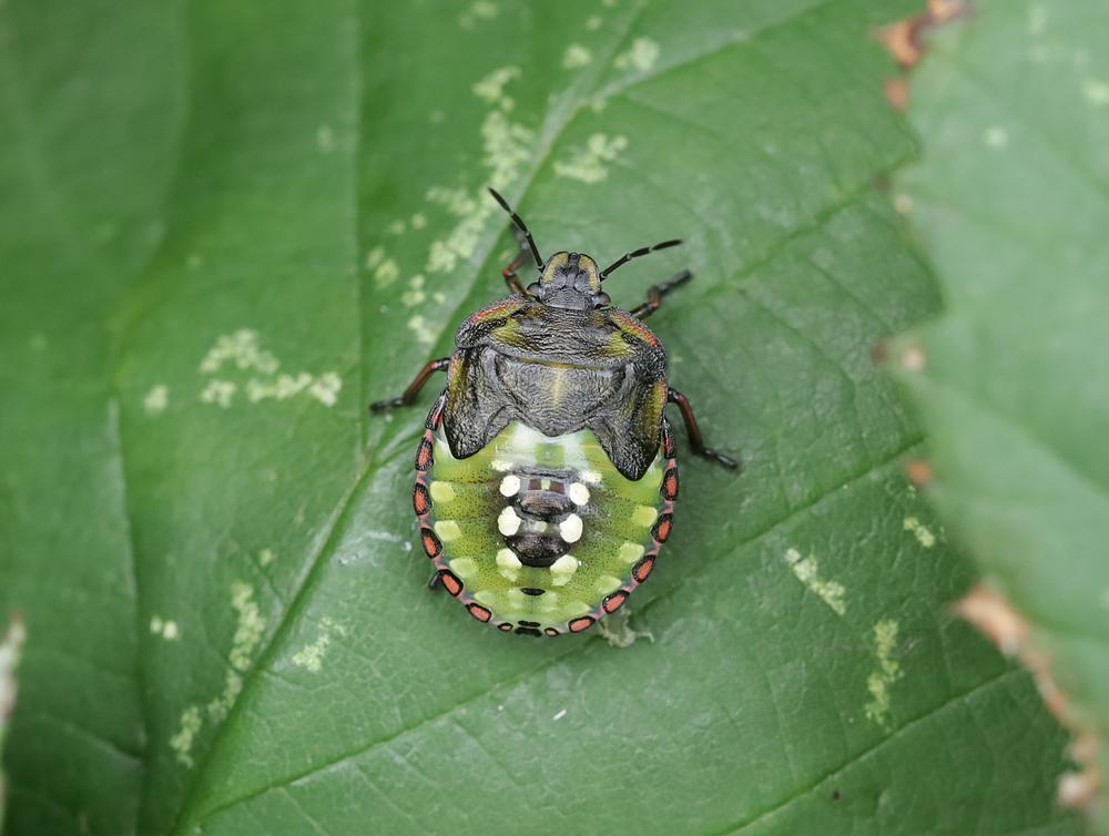 zuidelijke groene schildwants zouweboezemgebied03092026 3
