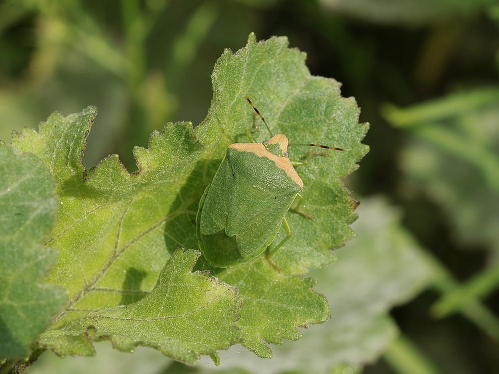 zuidelijkegroeneschildwantszouweboezemgebied31072026