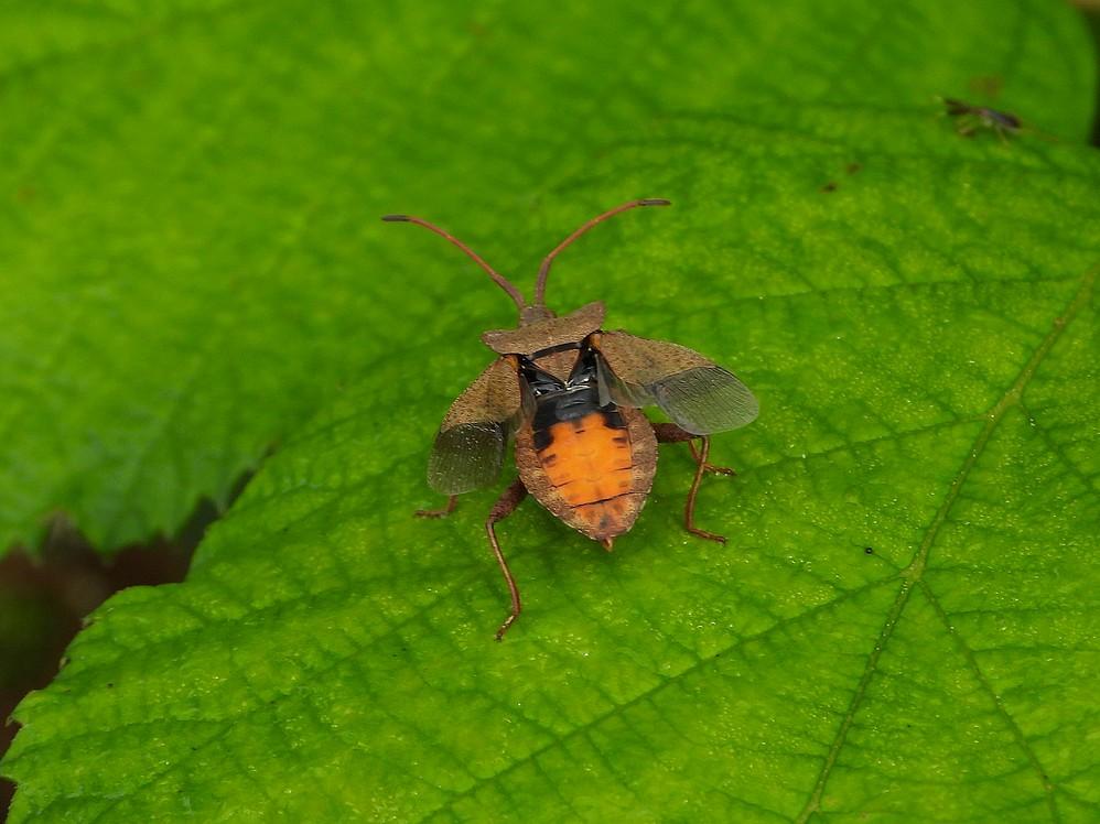 zuringrandwantsregteheideriel09072021