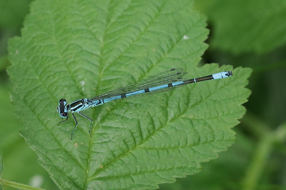 azuurwaterjufferzouweboezemgebied06062026