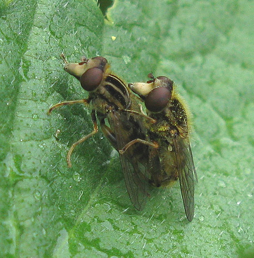 snuitwaterzweefvliegparingkopkophoudingzouweboezemgebied10052012 2
