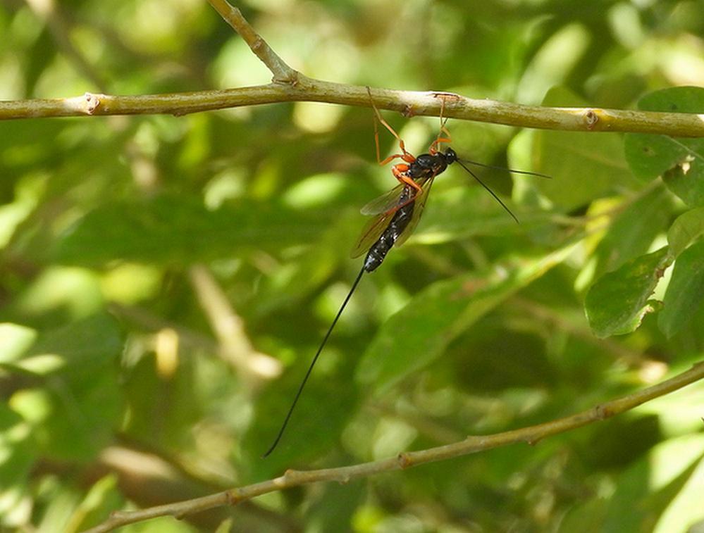 dolichomitus mesocentrus zouweboezemgebied24082026 3