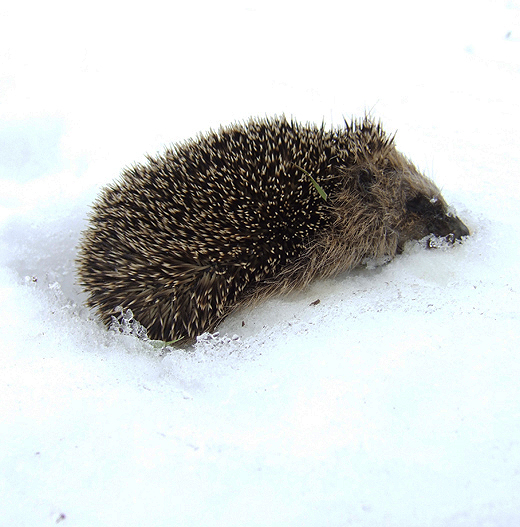 egel_in_de_sneeuw_de_huibert_middelkoop_27122010.jpg egel_in_de_sneeuw_de_huibert_middelkoop_27122010.jpg