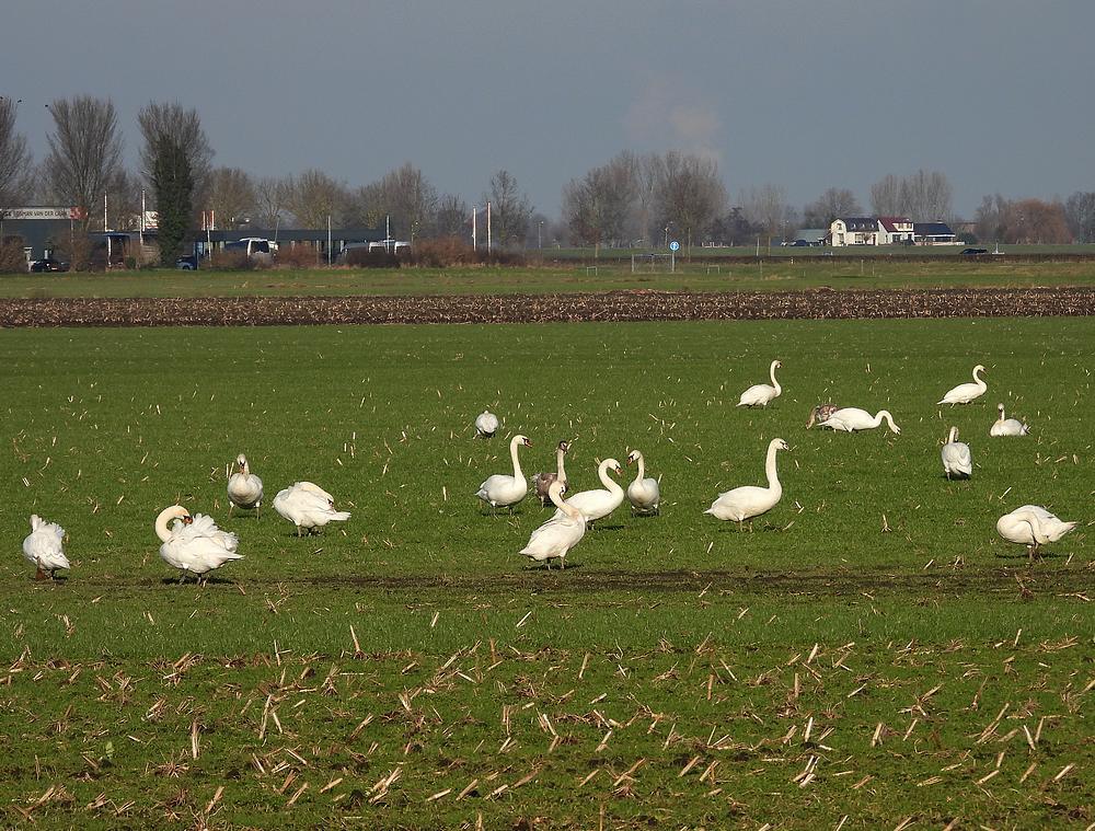 knobbelzwanennieuwkoop17012026