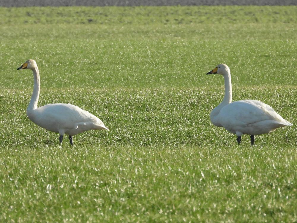 wildezwanennieuwkoop17012026 2