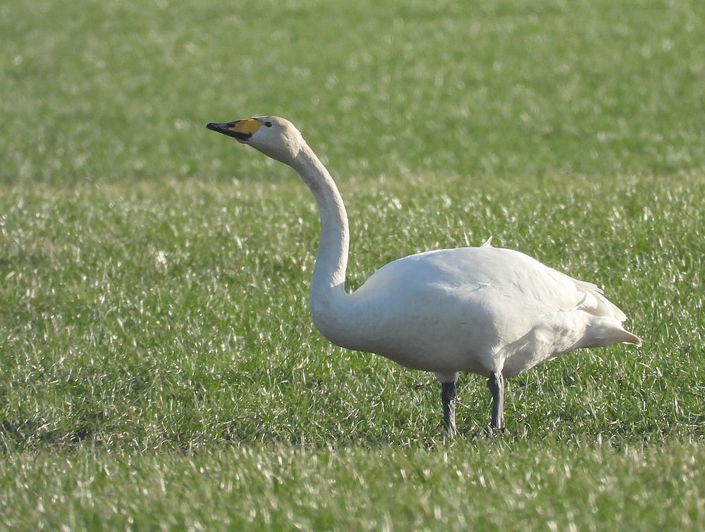wildezwanennieuwkoop17012026 4