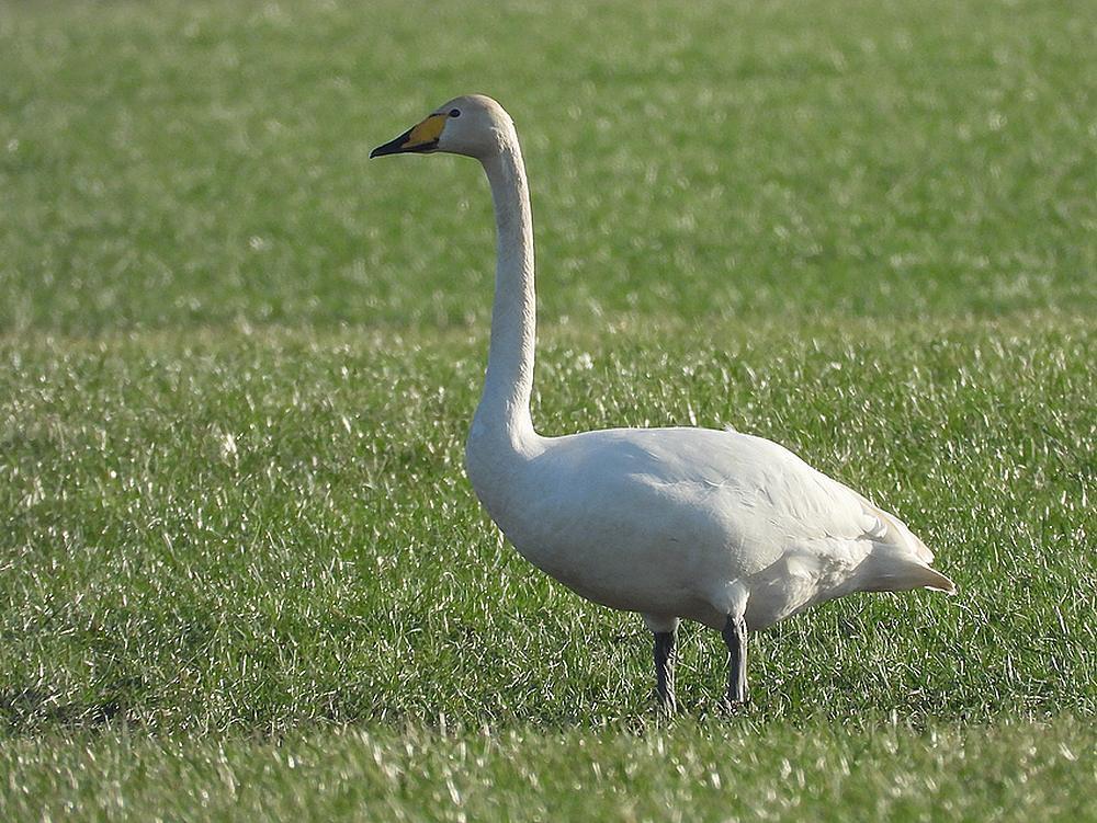 wildezwanennieuwkoop17012026 5